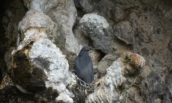Hong by Starlight Sea Cave Kayaking and Loy Krathong Floating