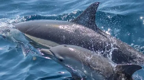 Snorkeling with Dolphins in Trincomalee