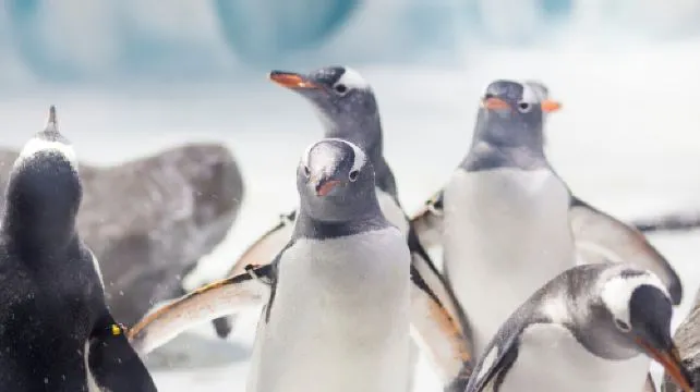SEA LIFE Val d'Europe Admission Ticket (Child)