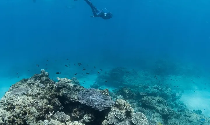 Swim with Humpback Whales - Ningaloo Reef - 3 Islands Whale Shark Dive