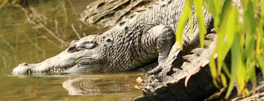 Hartley's Crocodile Adventures Park entrance ticket