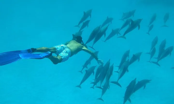 Sataya Dolphin House Snorkel Trip - Marsa Alam