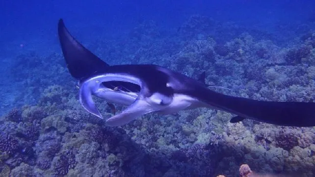 Big Island Hawaii Manta Ray Night Dive [English Tour]