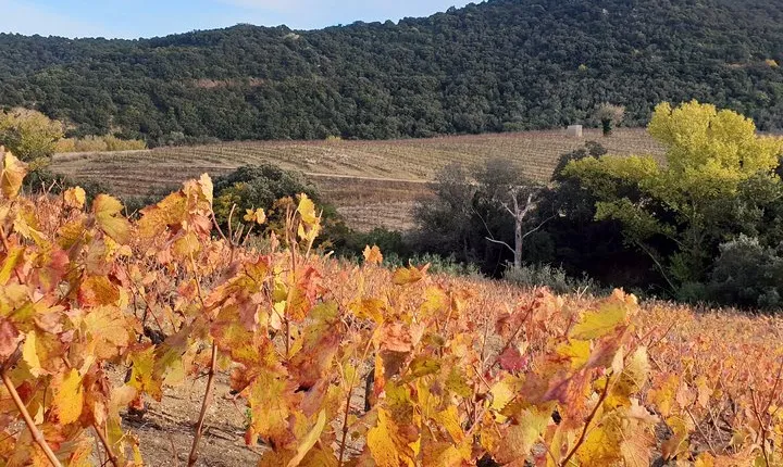Walks in the heart of the secret vineyards around Collioure, tastings