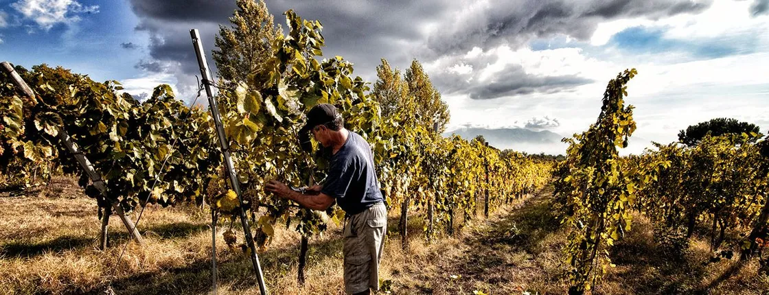 Pranzo nel vigneto della Nonna Benigna