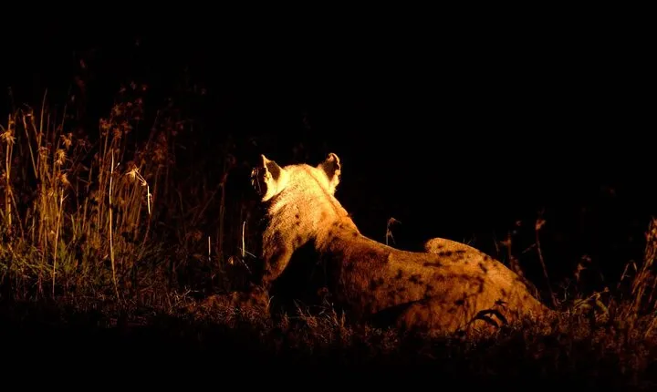 Private Guided Night Drive at Ol Pejeta Conservancy