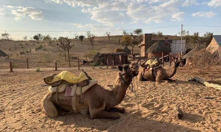 Desert Camel Safari Day Tour In Jodhpur