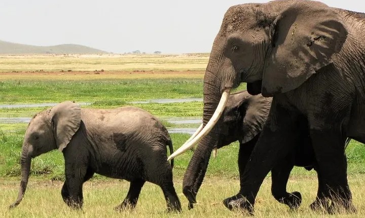 2 Days Tsavo East National Park Tour From Mombasa/Diani (1 Night)