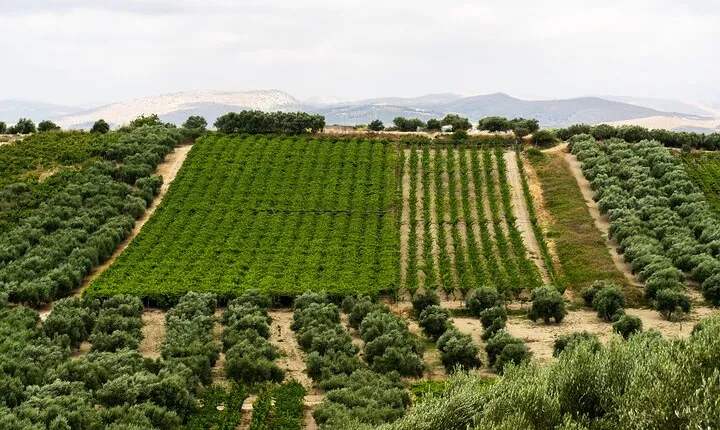 Heraklion SUV Private Guided Wine Tour with Lunch