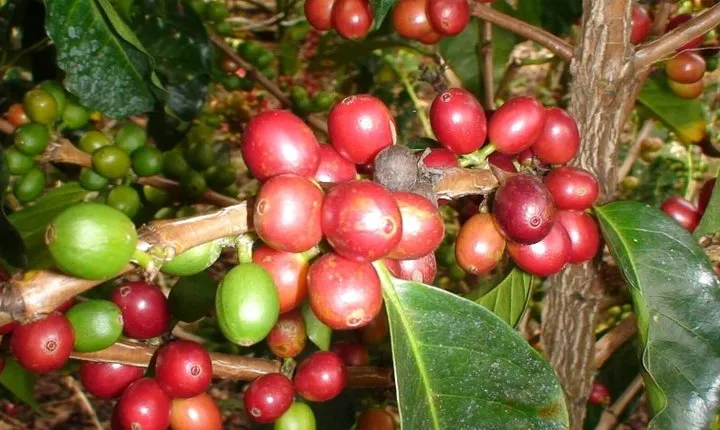 Arenal Volcano Experience Full-Day Tour from San Jose