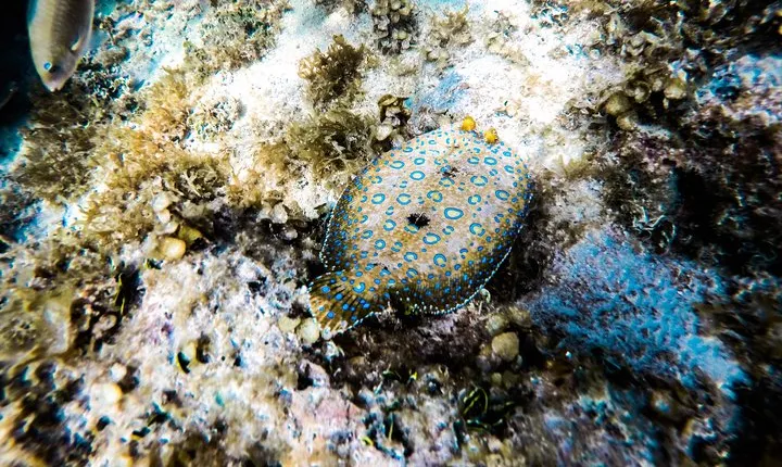 Punta Cana Adults-Only Snorkel tour with Premium Seafood Lunch