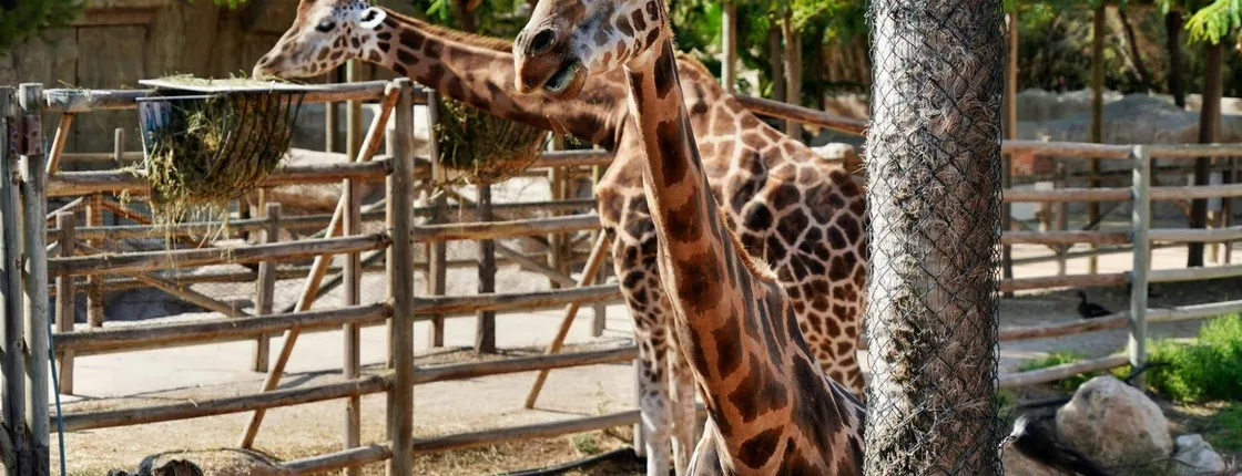 Terra Natura Theme Park in Murcia Entrance Ticket