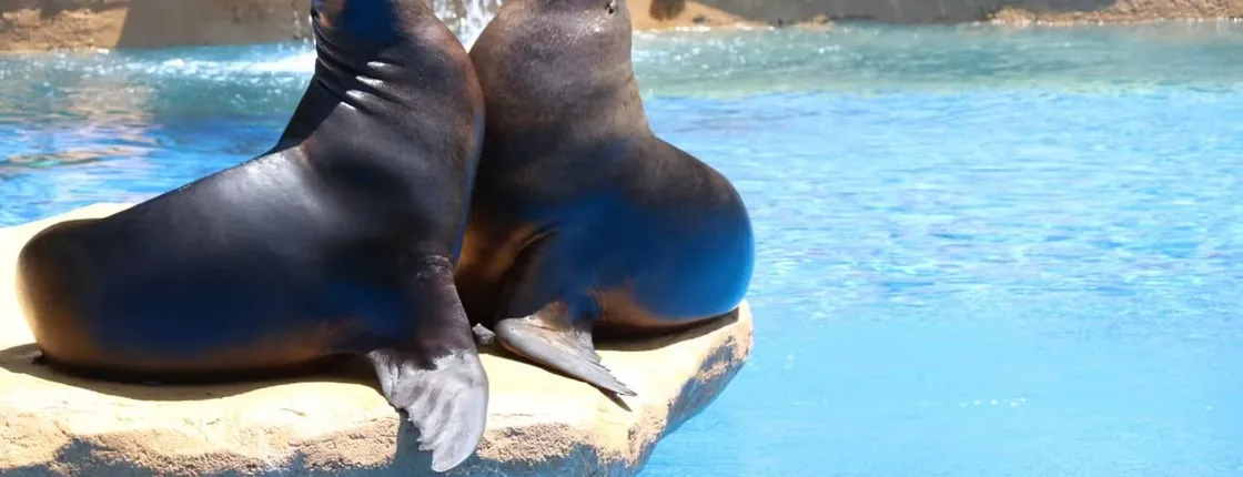 Selwo Marina Benalmádena Park Entrance Tickets