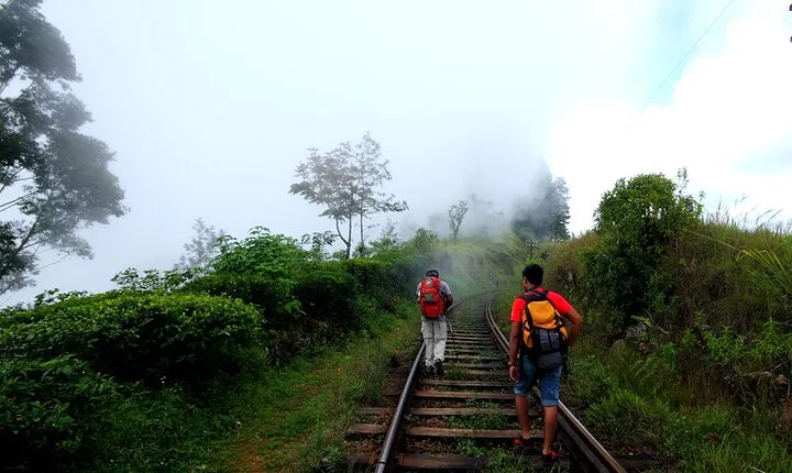 Haputale Tea Estate Walking Tour From Ella