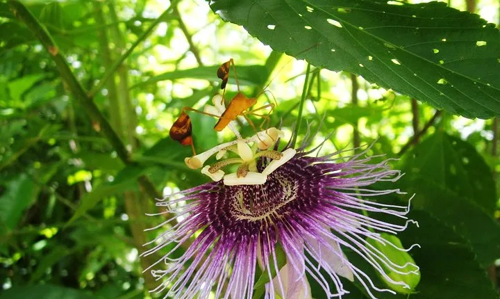 Tulum Archaeological Site & Sian Ka'an Muyil Tour from Tulum