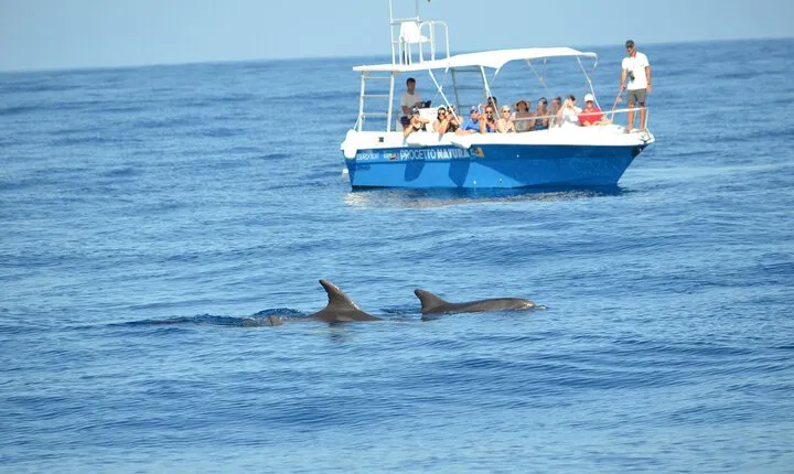 Summer Tour: Dolphin Watching and Guided Snorkeling