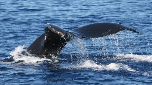 From Maalaea: Whale Watching Tour Aboard the Quicksilver