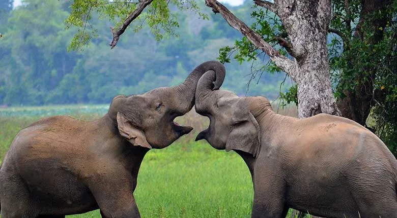 Wasgamuwa Sfari Tour - 03 Days