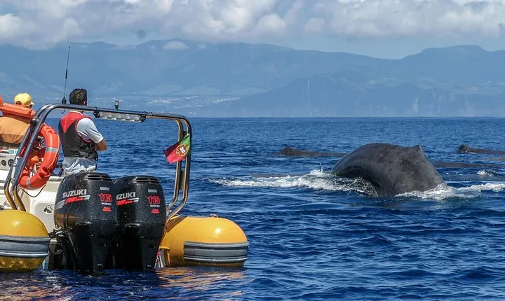 Azores Whale Watching & Islet Boat Tour