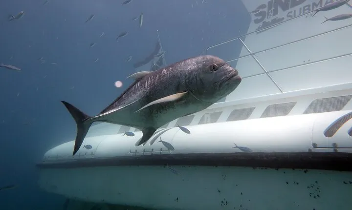 Sindbad Submarines - Hurghada (Egypt) - 2 Hours