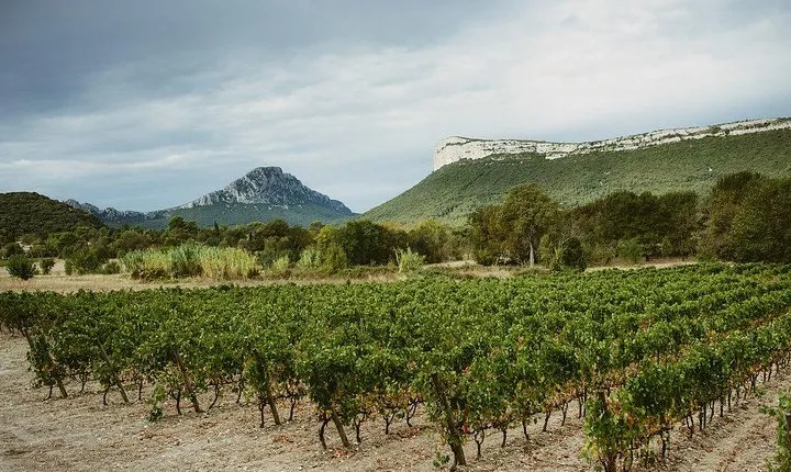 Winetour & food experience in Pic St Loup