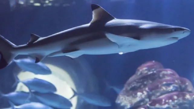 SEA LIFE Paris Aquarium (Child)