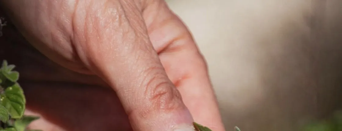 Botanical bitters workshop and nepeta liqueur tasting close to Noto