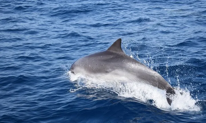 VipDolphins Luxury Whale Watching