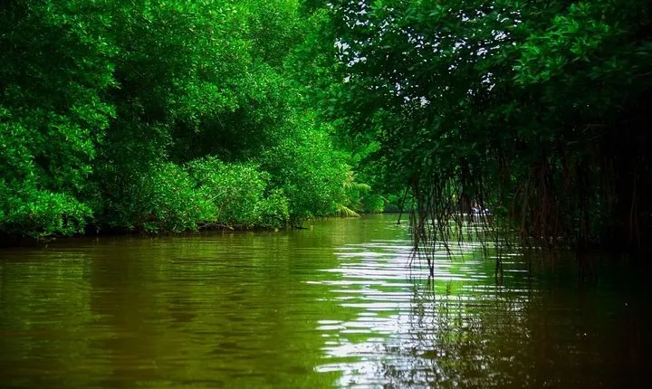 Bentota River Safari By BTM (Mangrove & Wildlife Encounter)