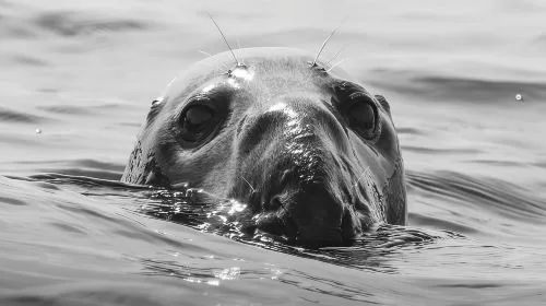 Penzance: Land's End Boat Tour with Wildlife Guides