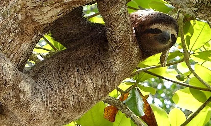 Exotic 9-Day Costa Rica Adventure: Volcano, Rainforest & Beaches