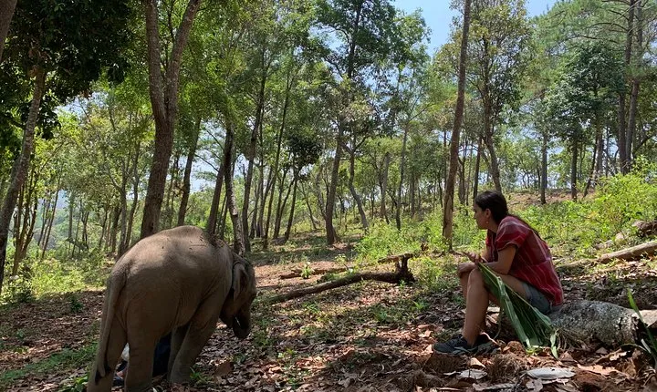 Care Pride Elephants: Full-Day Tour Experience