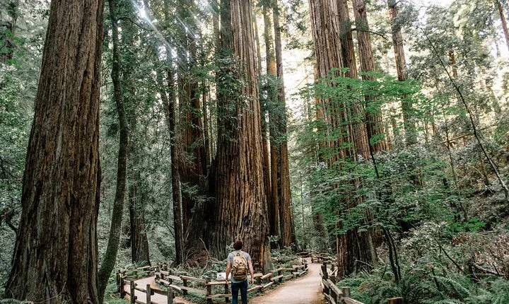 San Francisco, Muir Woods, Sausalito and optional Alcatraz tour