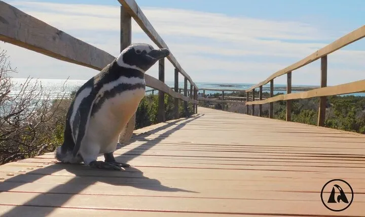 Shore Tours Punta Tombo Cruise Ship Passengers Puerto Madryn