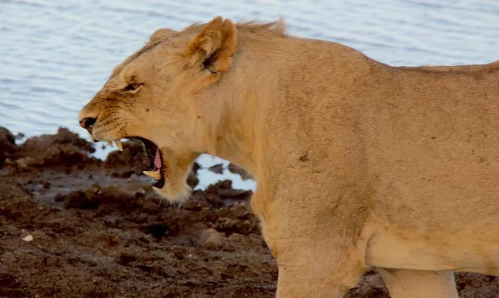 2 Days Safari Tsavo East