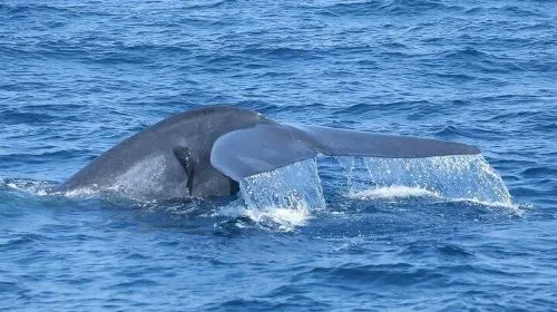 Whale Watching in a yacht in Trincomalee