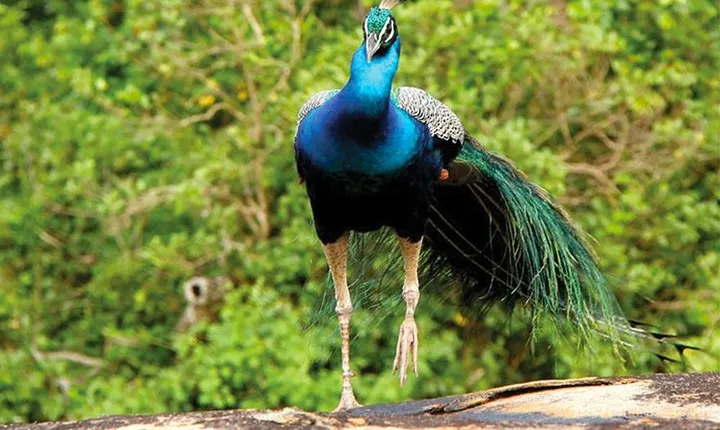 Exclusive : Full Day Leopard Safari at Yala National Park