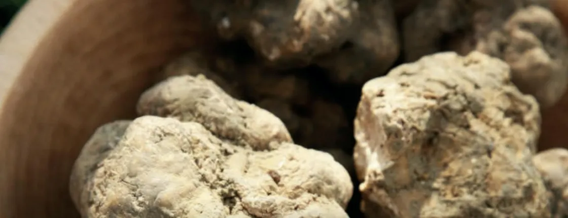 Truffle hunting and bitter tastings with light lunch close to Noto