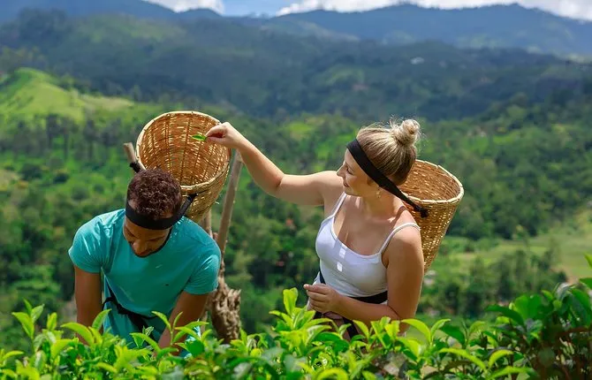 Uva Halpewatte Tea Factory Tour in Ella Sri Lanka