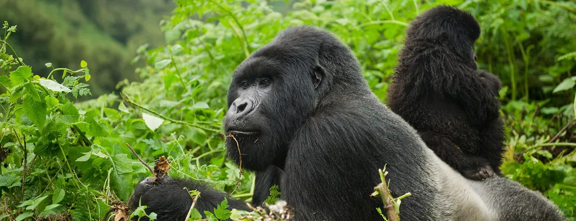 The Great Apes of Uganda and Rwanda