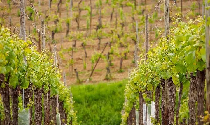 Alsace Wine Route Small Group Half-Day Tour with Tasting from Strasbourg