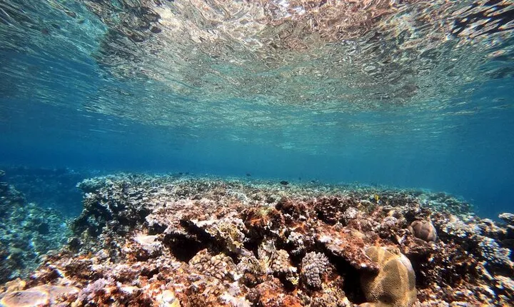 Private Diving Experience in The Heart of Red Sea in Aqaba