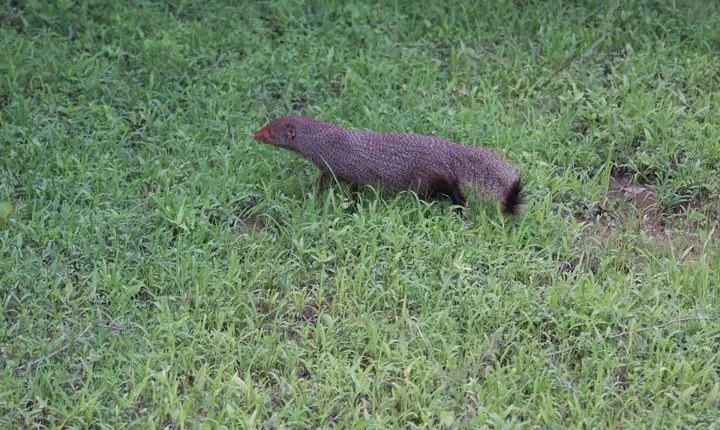 Udawalawe Safari DayTrip frm Bentota/Kalutara/Ahungalla/Hikkaduwa
