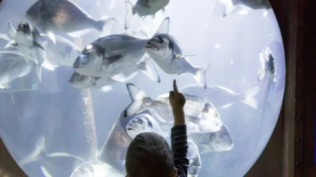 SEA LIFE Speyer: Entry Ticket Adult