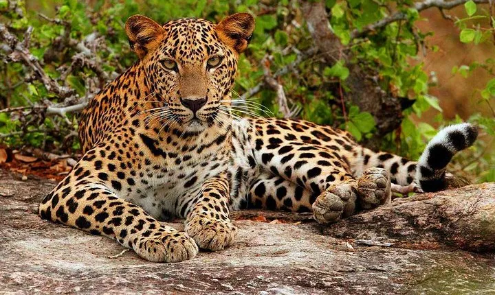 All inclusive Private jeep safari at Yala National park