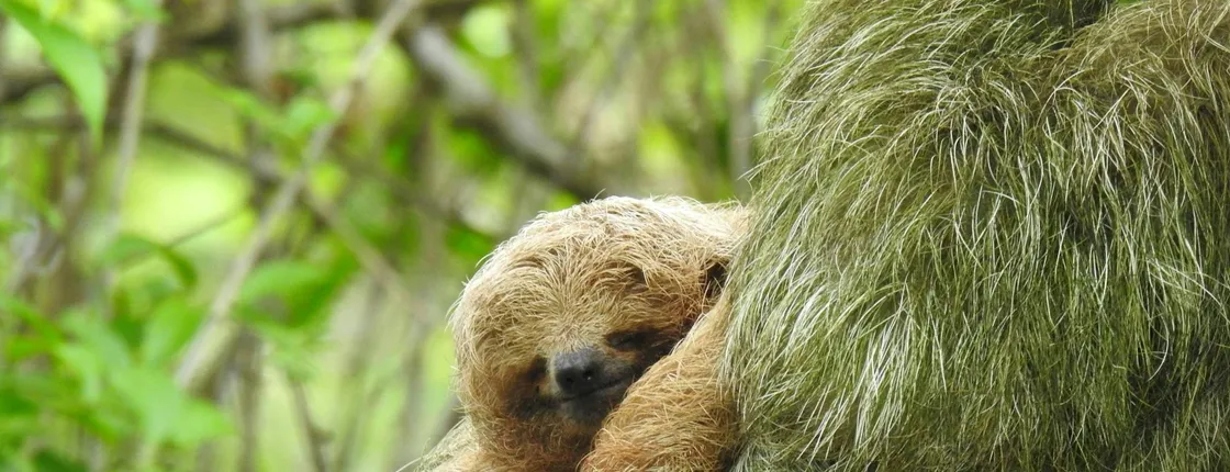 Guanacaste Wildlife Tour