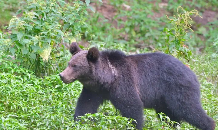 Small-Group Brown Bear-Watching Experience from Brasov
