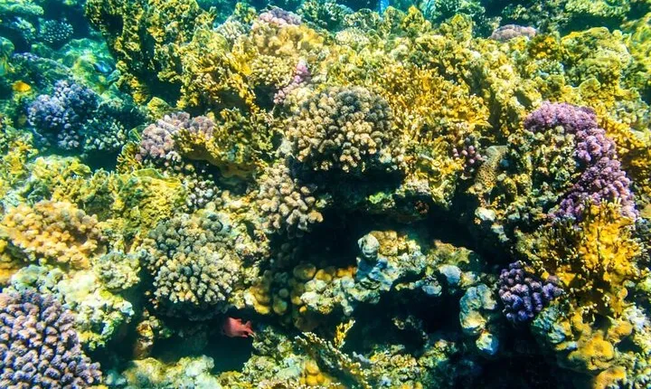 Tiran Island Snorkeling Excursion