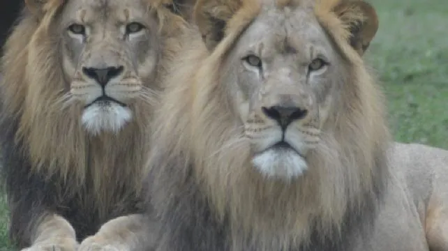 Lion Country Safari Regular Ticket Child