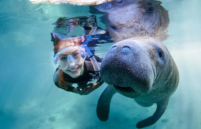 Manatee Adventure, Everglades Style Airboat, Lunch, Wildlife Park & Transport